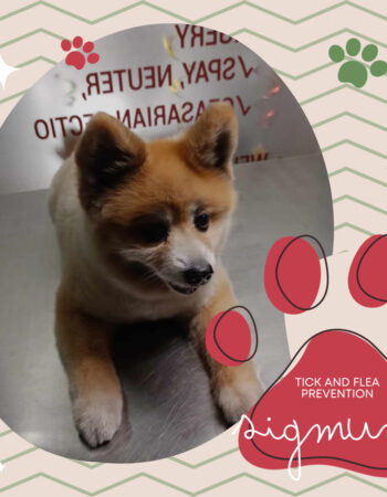 Pawsitively Pet Care Animal Clinic