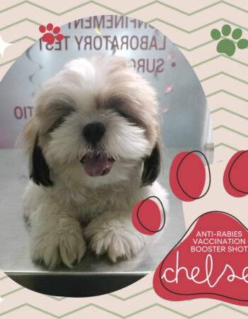 Pawsitively Pet Care Animal Clinic