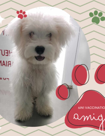 Pawsitively Pet Care Animal Clinic