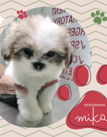 Pawsitively Pet Care Animal Clinic