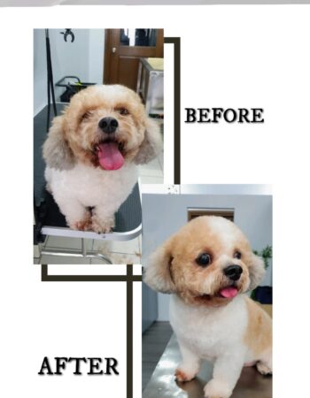 Thrive Animal Specialist and Grooming Hub