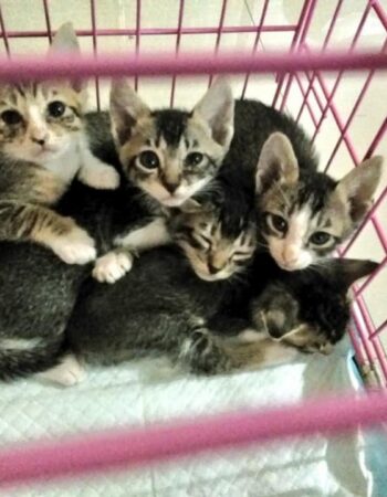Vetline Animal Clinic