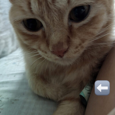 Pet Furrpose 